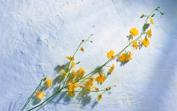 Картинка цветы орхидеи