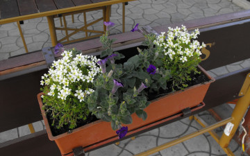 Картинка цветы разные вместе