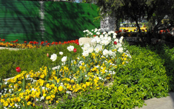 Картинка цветы разные вместе