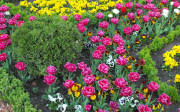 Картинка цветы разные вместе