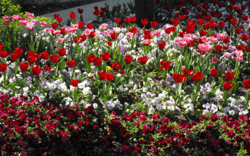 Картинка цветы разные вместе