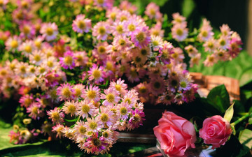 Картинка цветы разные вместе
