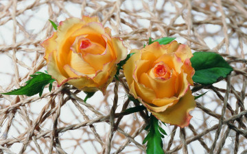 Картинка цветы розы