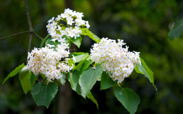 Картинка цветы сирень