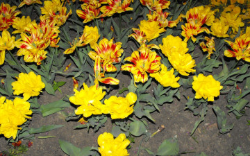 Картинка цветы тюльпаны