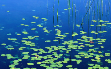 Картинка природа