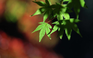 Картинка природа