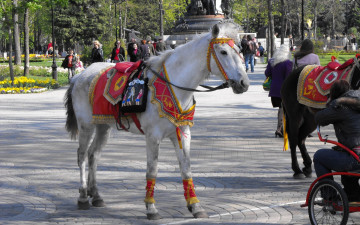 Картинка животные лошади