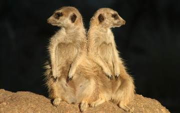 Картинка животные сурикаты