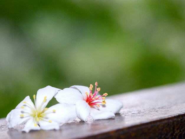 Обои картинки фото цветы