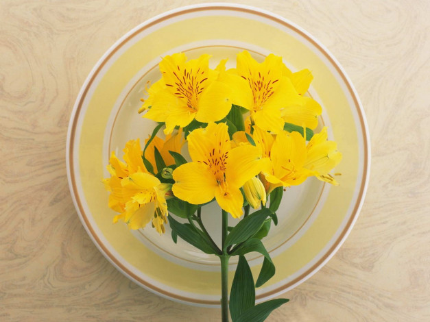 Обои картинки фото цветы, альстромерия