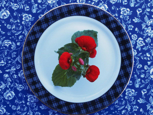 Обои картинки фото цветы, бегония