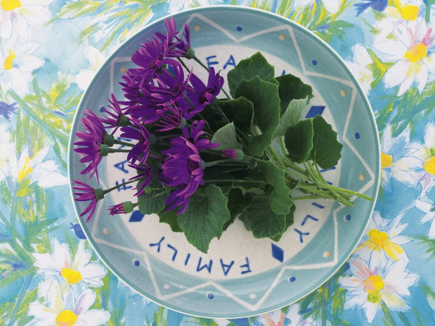 Обои картинки фото цветы, цинерария