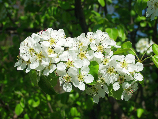 Обои картинки фото цветы, цветущие, деревья, кустарники