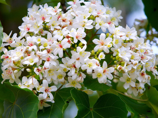 Обои картинки фото цветы, цветущие, деревья, кустарники