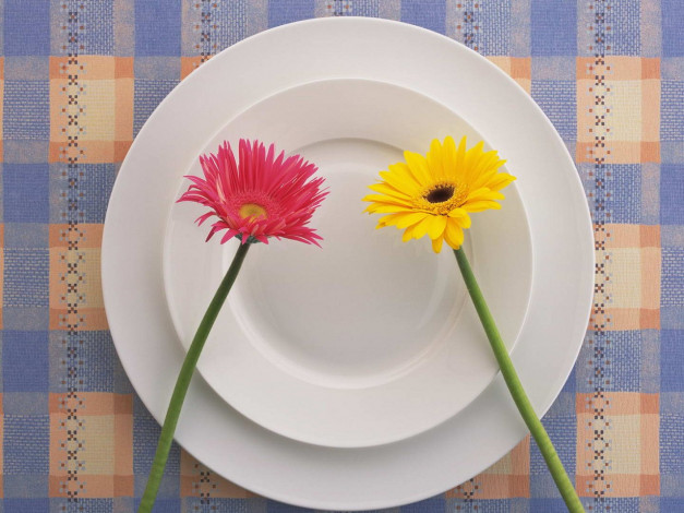 Обои картинки фото цветы, герберы