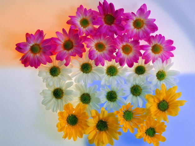 Обои картинки фото цветы, хризантемы