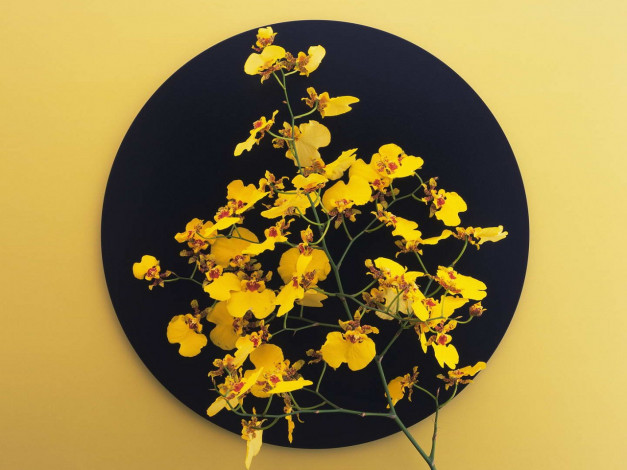 Обои картинки фото цветы, орхидеи