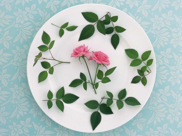 Обои картинки фото цветы, розы