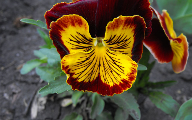 Обои картинки фото цветы