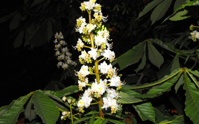 Обои картинки фото цветы, цветущие, деревья, кустарники