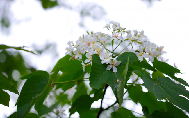 Обои картинки фото цветы, цветущие, деревья, кустарники