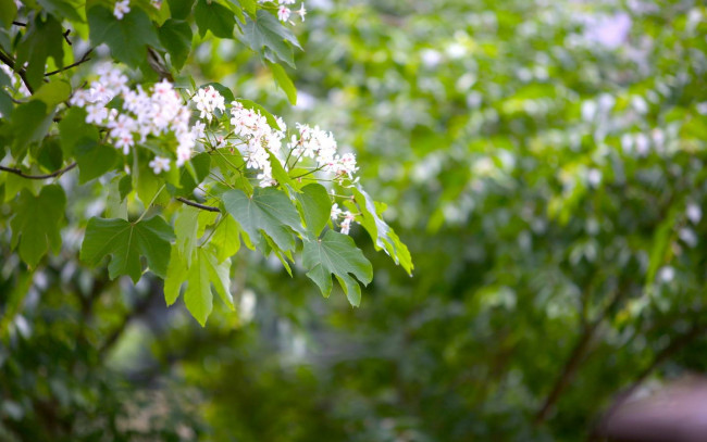 Обои картинки фото цветы, цветущие, деревья, кустарники