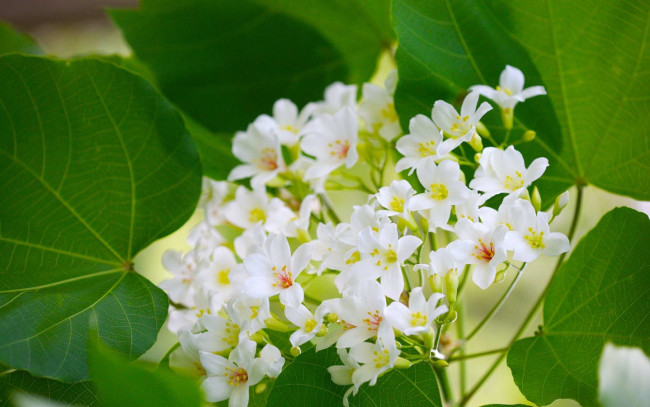 Обои картинки фото цветы, цветущие, деревья, кустарники