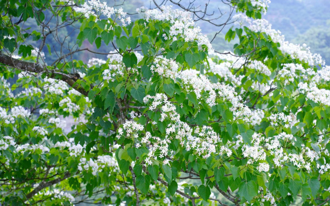 Обои картинки фото цветы, цветущие, деревья, кустарники