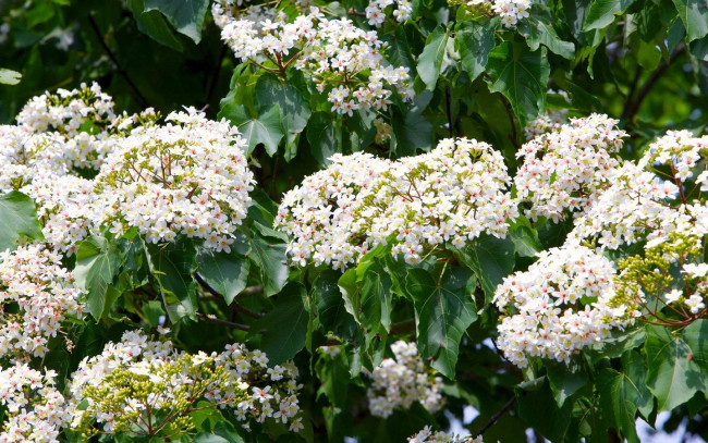 Обои картинки фото цветы, цветущие, деревья, кустарники