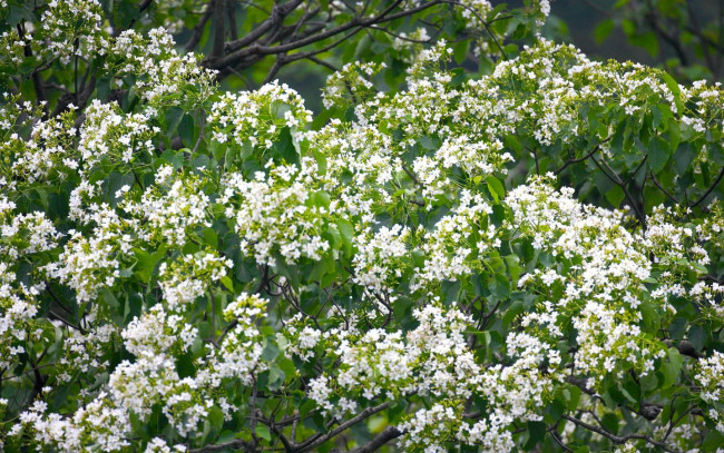 Обои картинки фото цветы, цветущие, деревья, кустарники