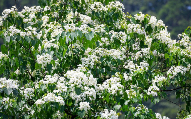 Обои картинки фото цветы, цветущие, деревья, кустарники