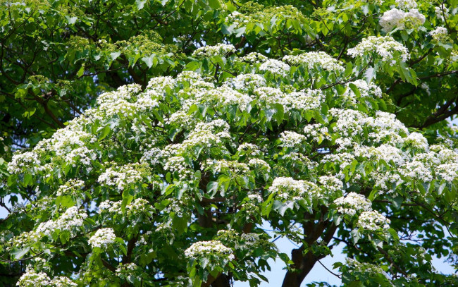 Обои картинки фото цветы, цветущие, деревья, кустарники