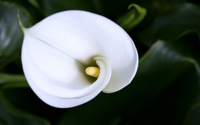 Обои картинки фото цветы, каллы