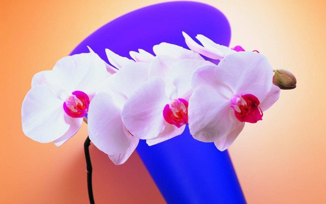 Обои картинки фото цветы, орхидеи