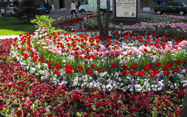 Обои картинки фото цветы, разные, вместе