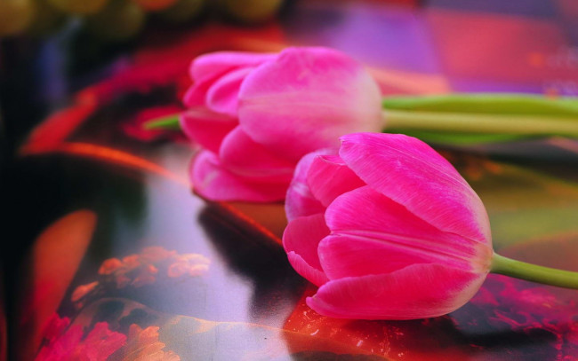 Обои картинки фото цветы, тюльпаны