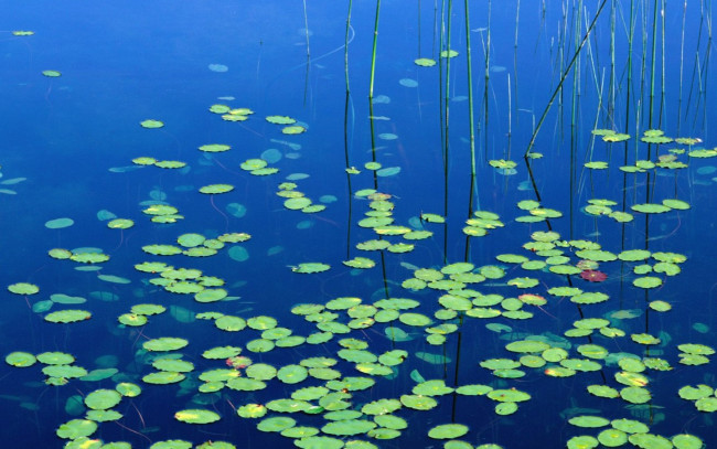 Обои картинки фото природа