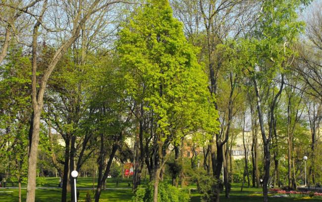 Обои картинки фото природа