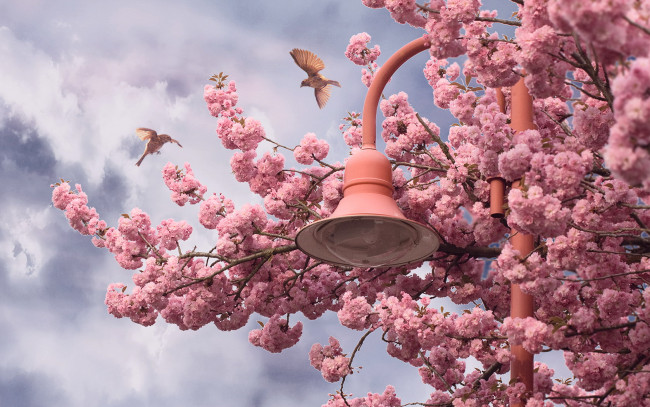 Обои картинки фото природа, деревья