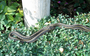 Картинка животные змеи питоны кобры