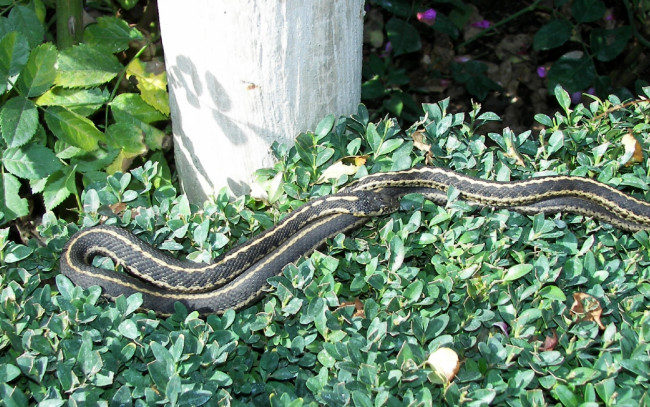 Обои картинки фото животные, змеи, питоны, кобры