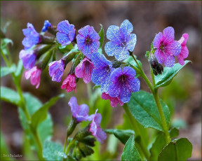 обоя цветы, луговые, полевые