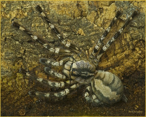 Картинка животные пауки