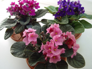 Картинка фиалки цветы