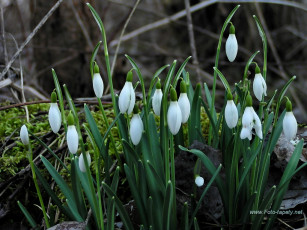 Картинка подснежники цветы белоцветник