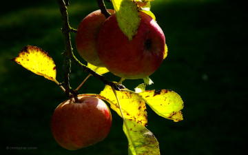 Картинка природа плоды