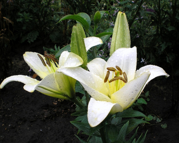 Обои картинки фото цветы, лилии, лилейники