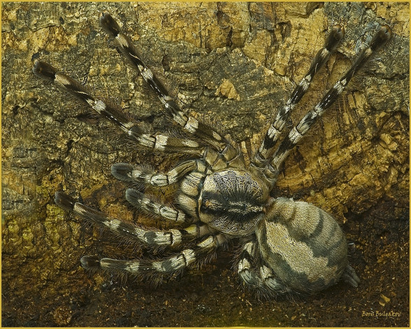 Обои картинки фото животные, пауки