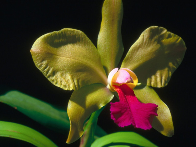 Обои картинки фото орхидея, цветы, орхидеи